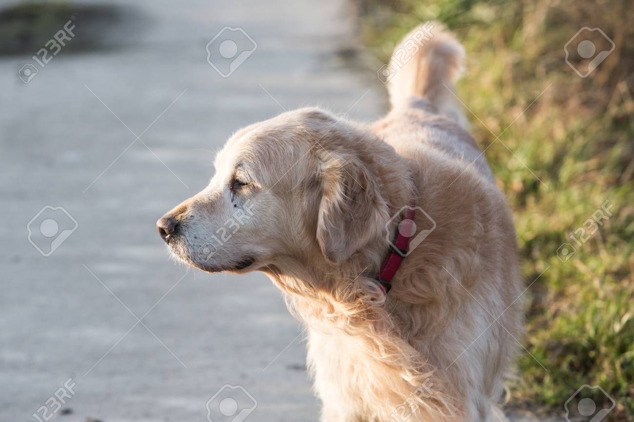Portrait D Un Chien De Type Golden Retrievers En Belgique Stock Photo Picture And Royalty Free Image Image