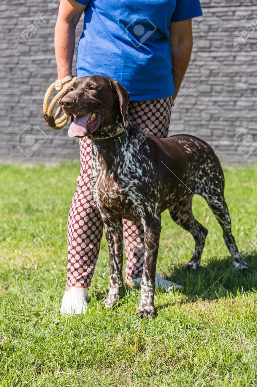 Setter Dog Living In Belgium Stock Photo Picture And Royalty Free