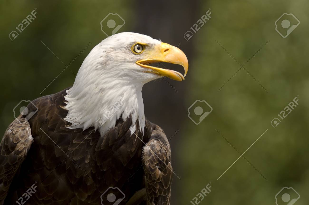 大人の白頭鷲の肖像画 の写真素材 画像素材 Image