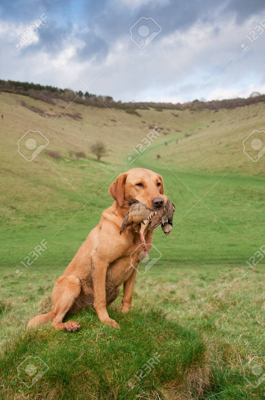 redfox labrador