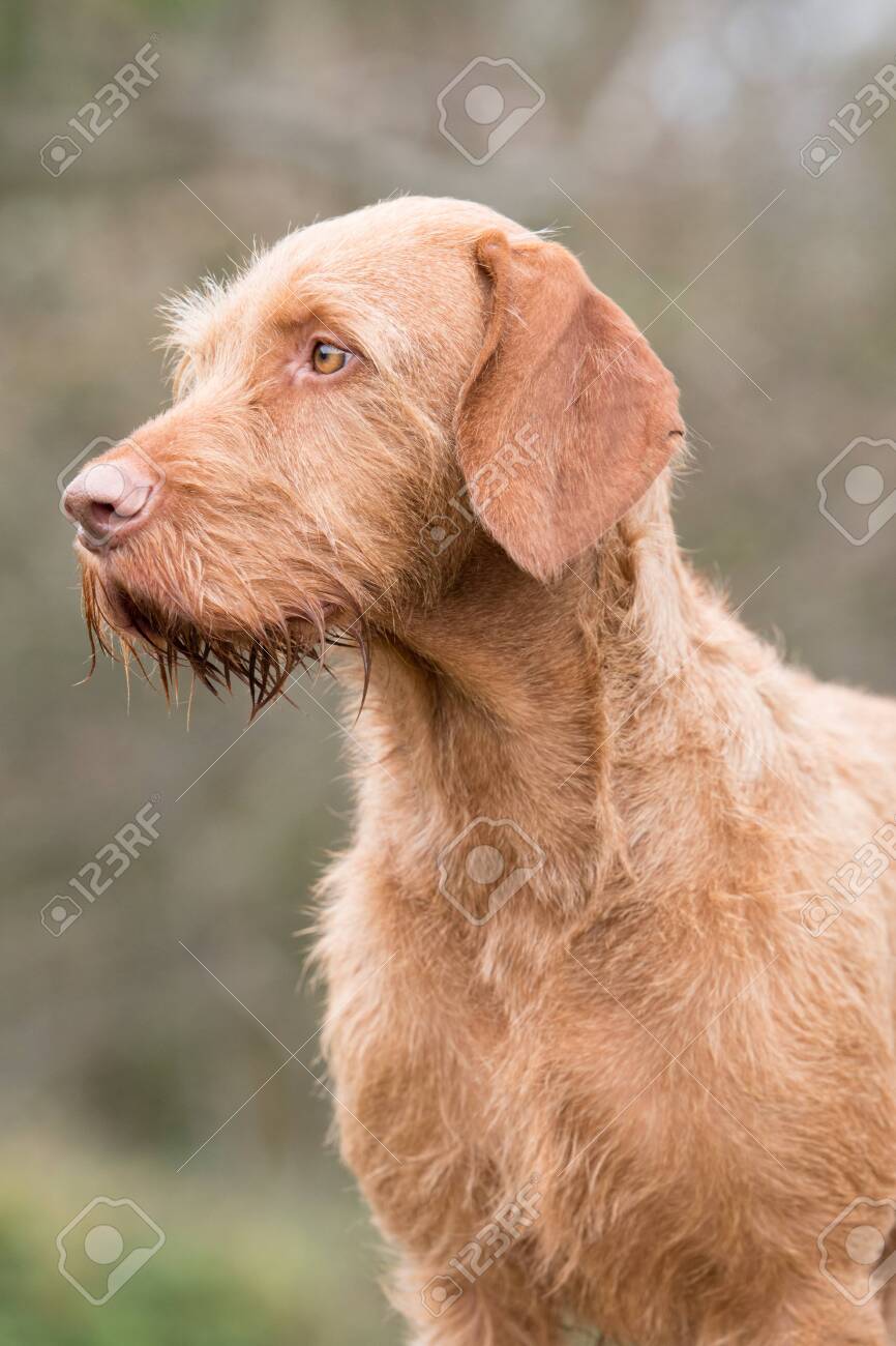 wired vizsla