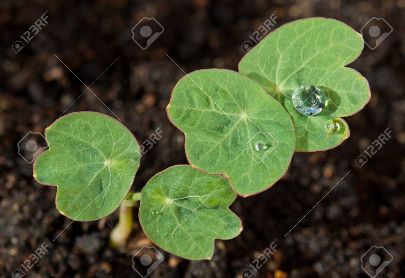 Настурция рассада