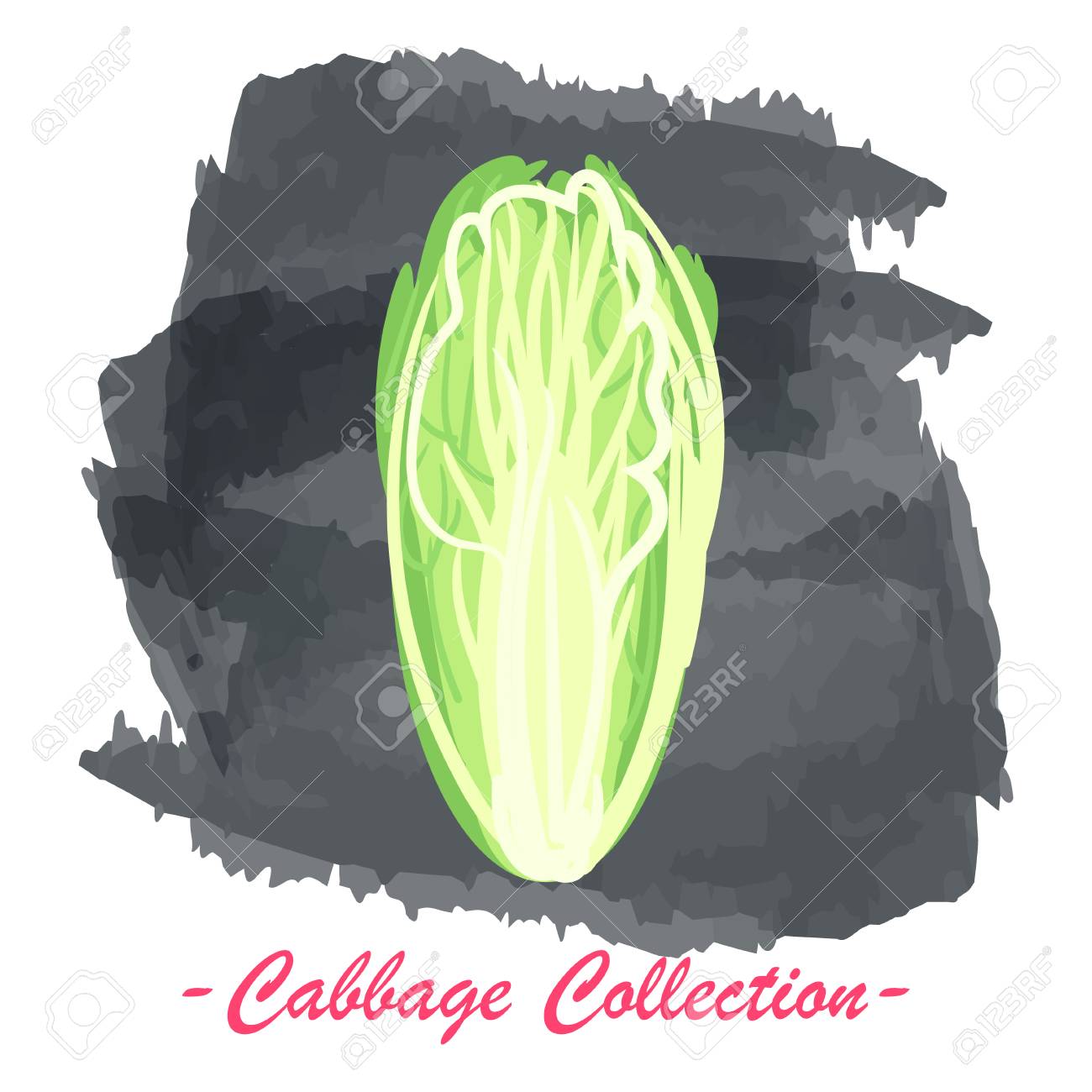 有機新鮮な白菜ベクトル イラスト ビーガン野菜生の食品です のイラスト素材 ベクタ Image