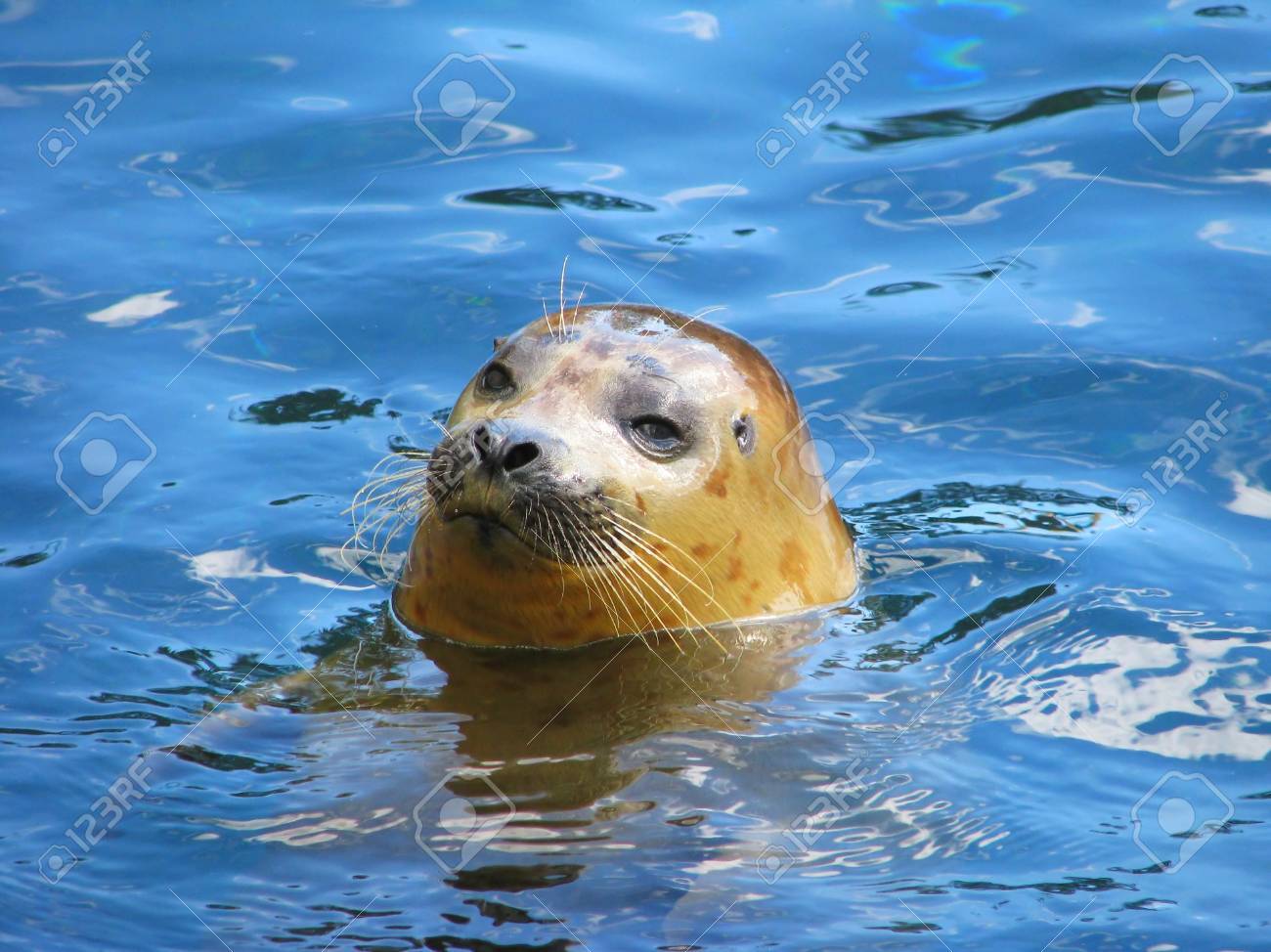 seal with head above water florida usa stock photo picture and