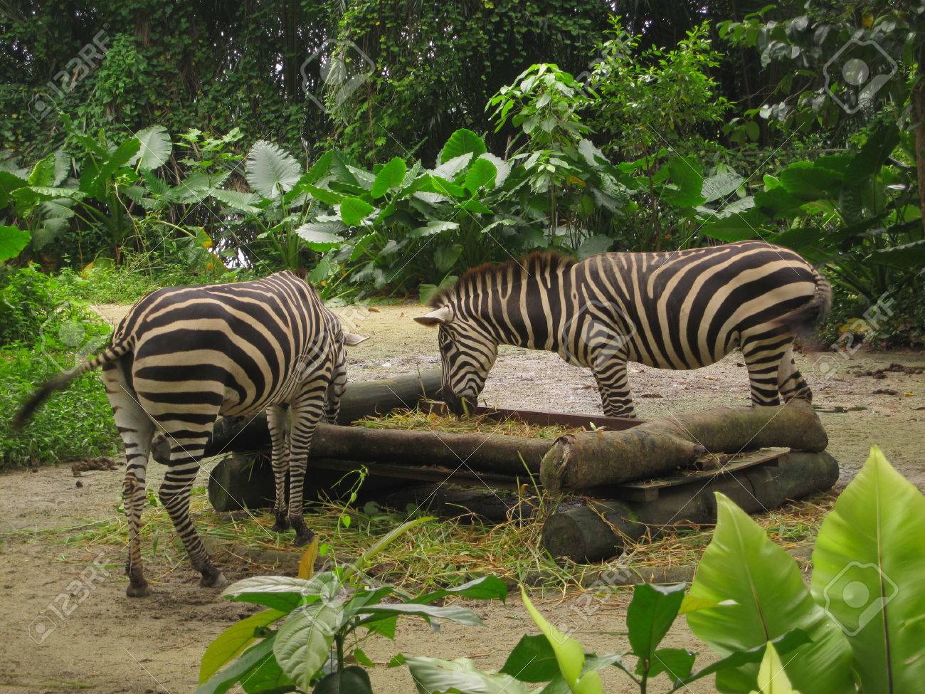 Zebra At Singapore Zoo Makan Stock Photo, Picture and Royalty Free Image.  Image 24839670.