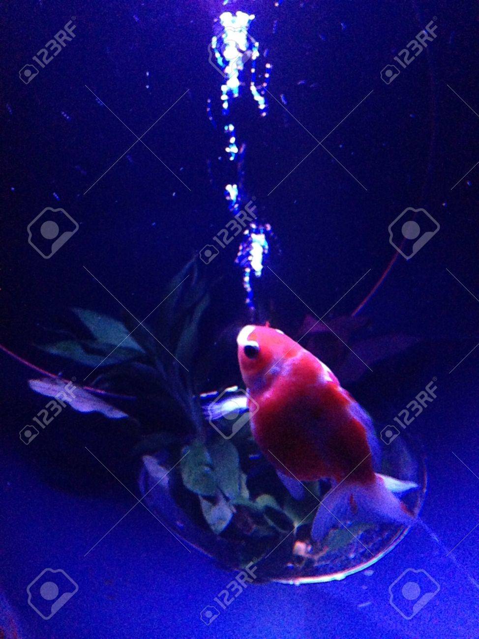 孤独な金魚の泡の束を吹く の写真素材 画像素材 Image