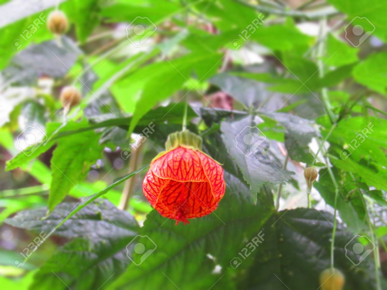 etiam-dictum-ipsum-a-felis