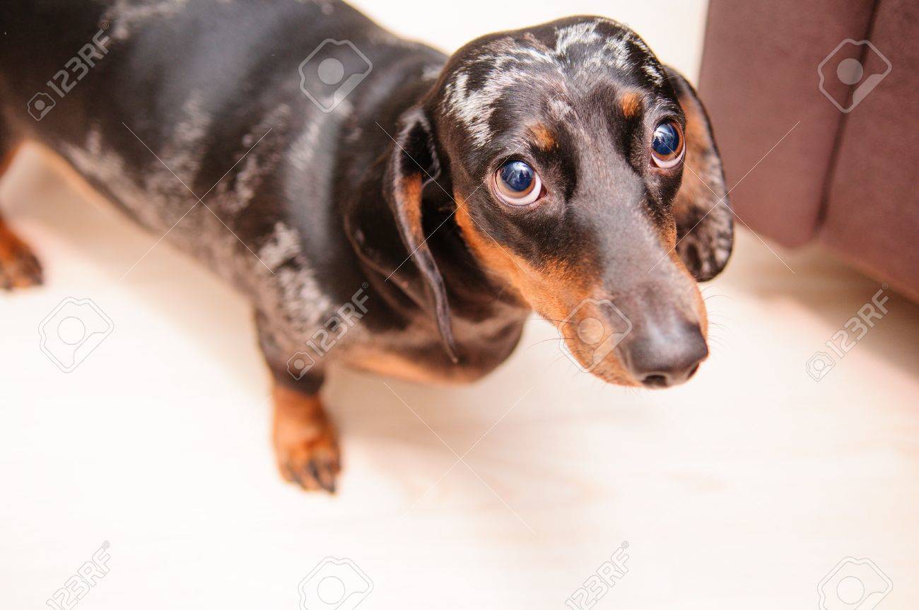 cat on the glass table