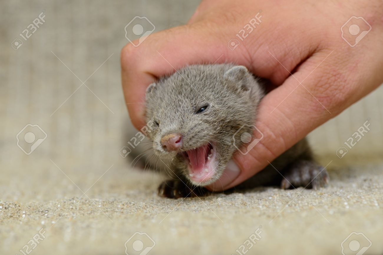 small gray animal mink