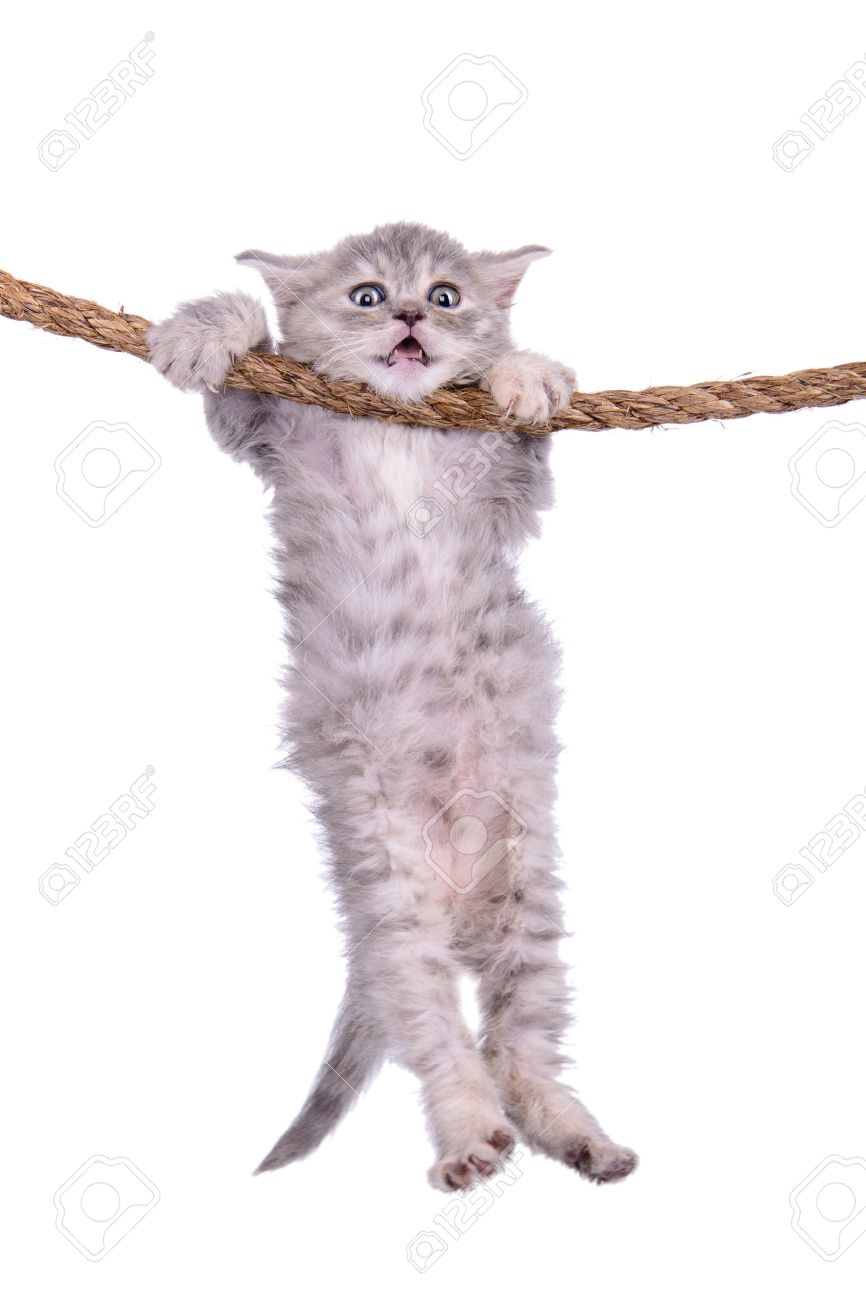 24295540-small-striped-kitten-scottish-tabby-breed-animal-hanging-on-a-rope-isolated-on-white-background.jpg