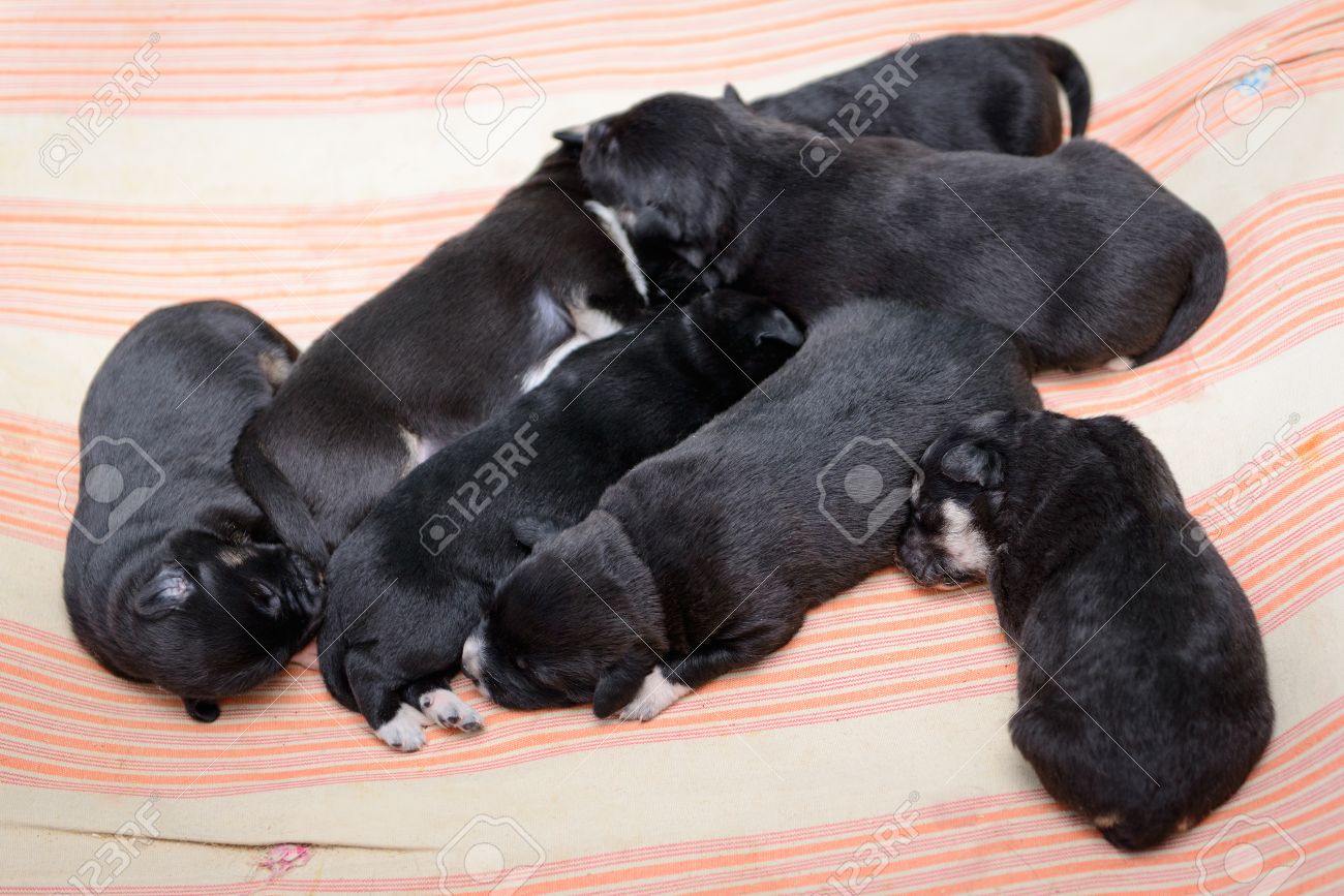 little black puppies