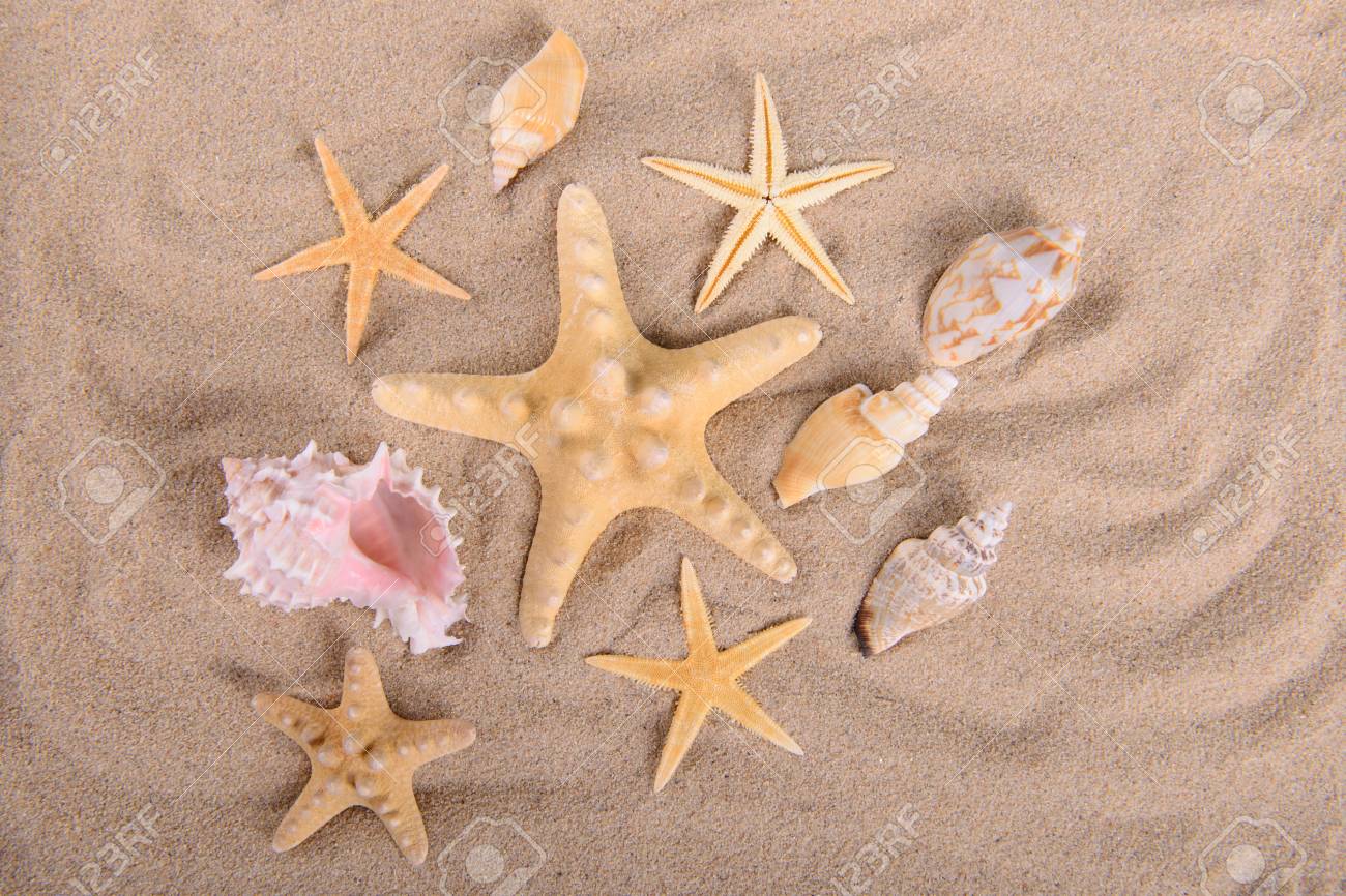 夏背景ヒトデと貝殻きれいな砂の上 の写真素材 画像素材 Image 68 夏背景ヒトデと貝殻きれいな砂の上 の写真素材 画像素材 Image 68