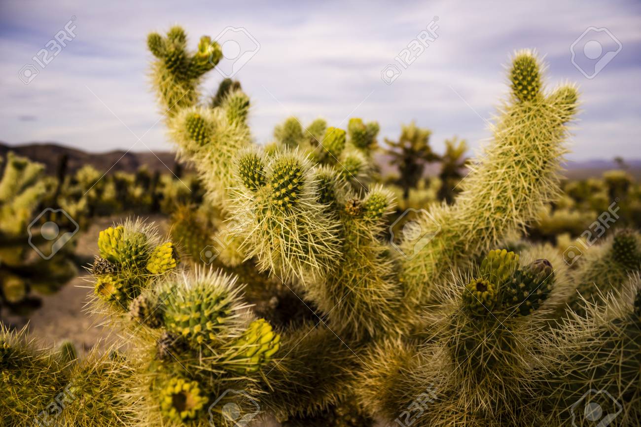 チョラサボテンガーデンのサボテン ジョシュアツリー国立公園 カリフォルニア州 アメリカ合衆国 の写真素材 画像素材 Image