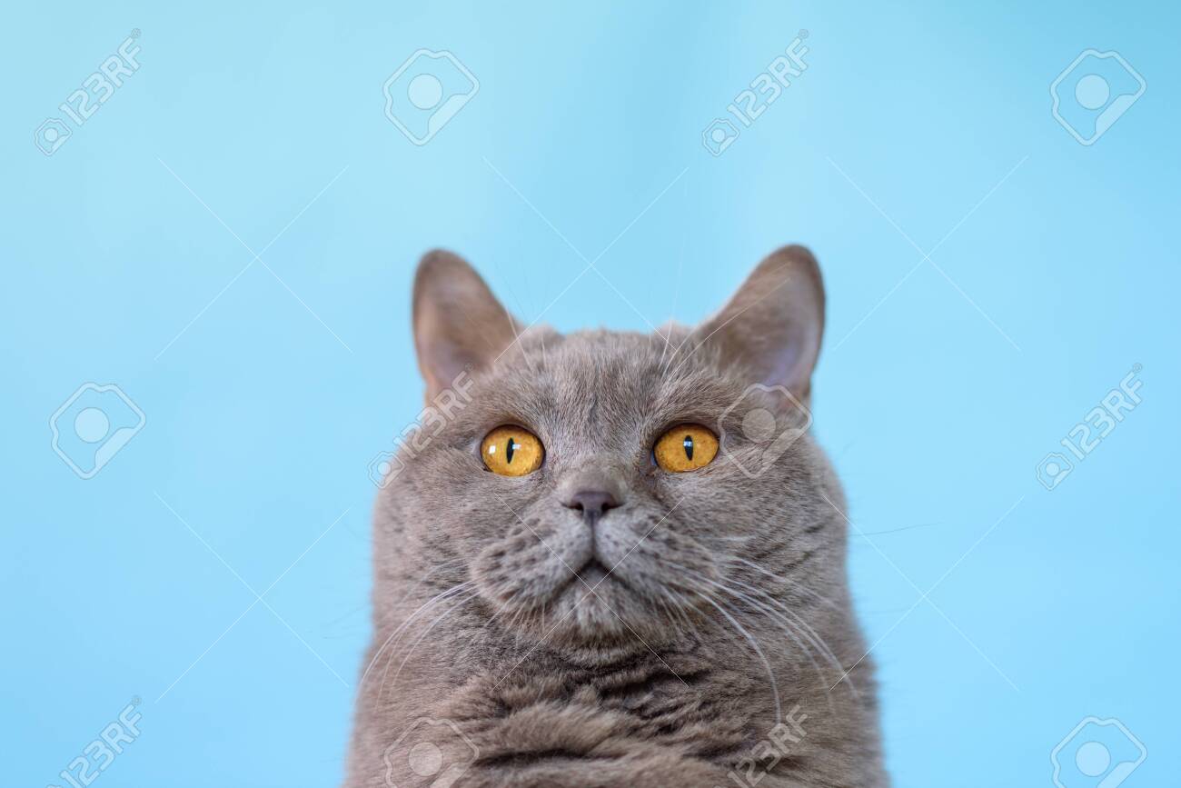 Cute British Shorthair Cat Portrait On Blue Background Stock