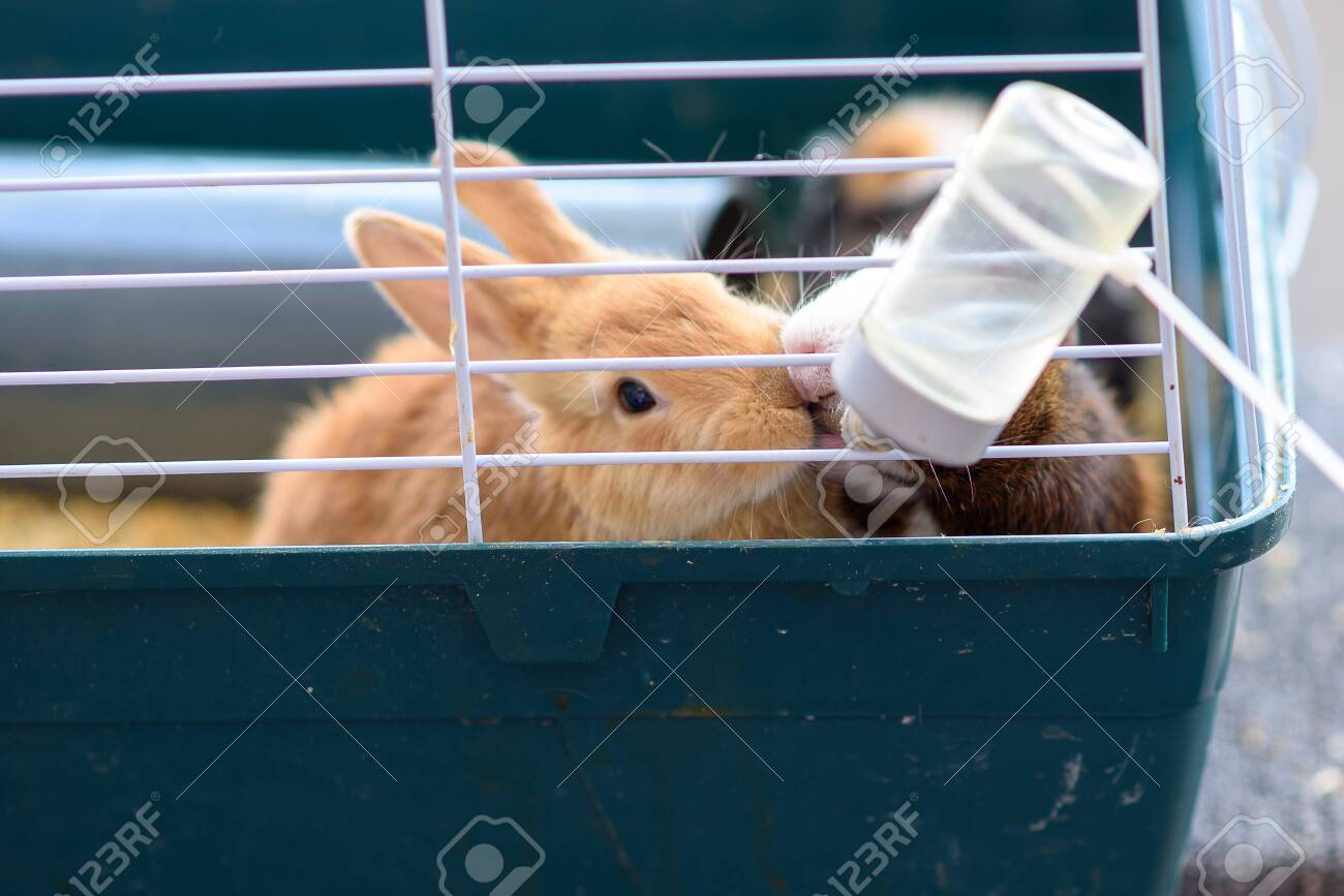 bunny drinking bottle