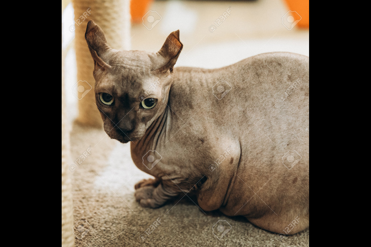 etiam-dictum-ipsum-a-felis