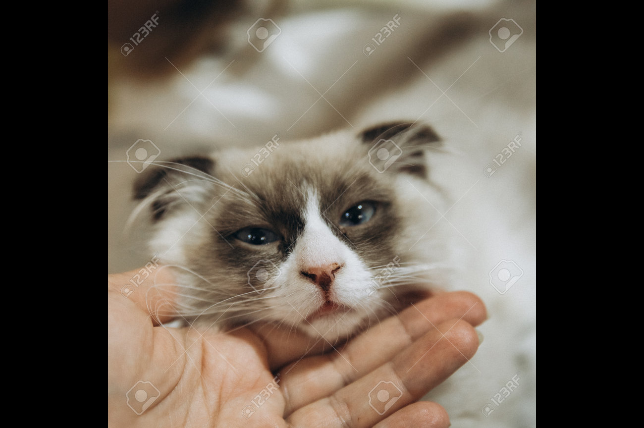 etiam-dictum-ipsum-a-felis