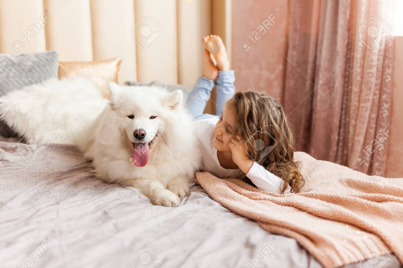 big white fluffy dog samoyed