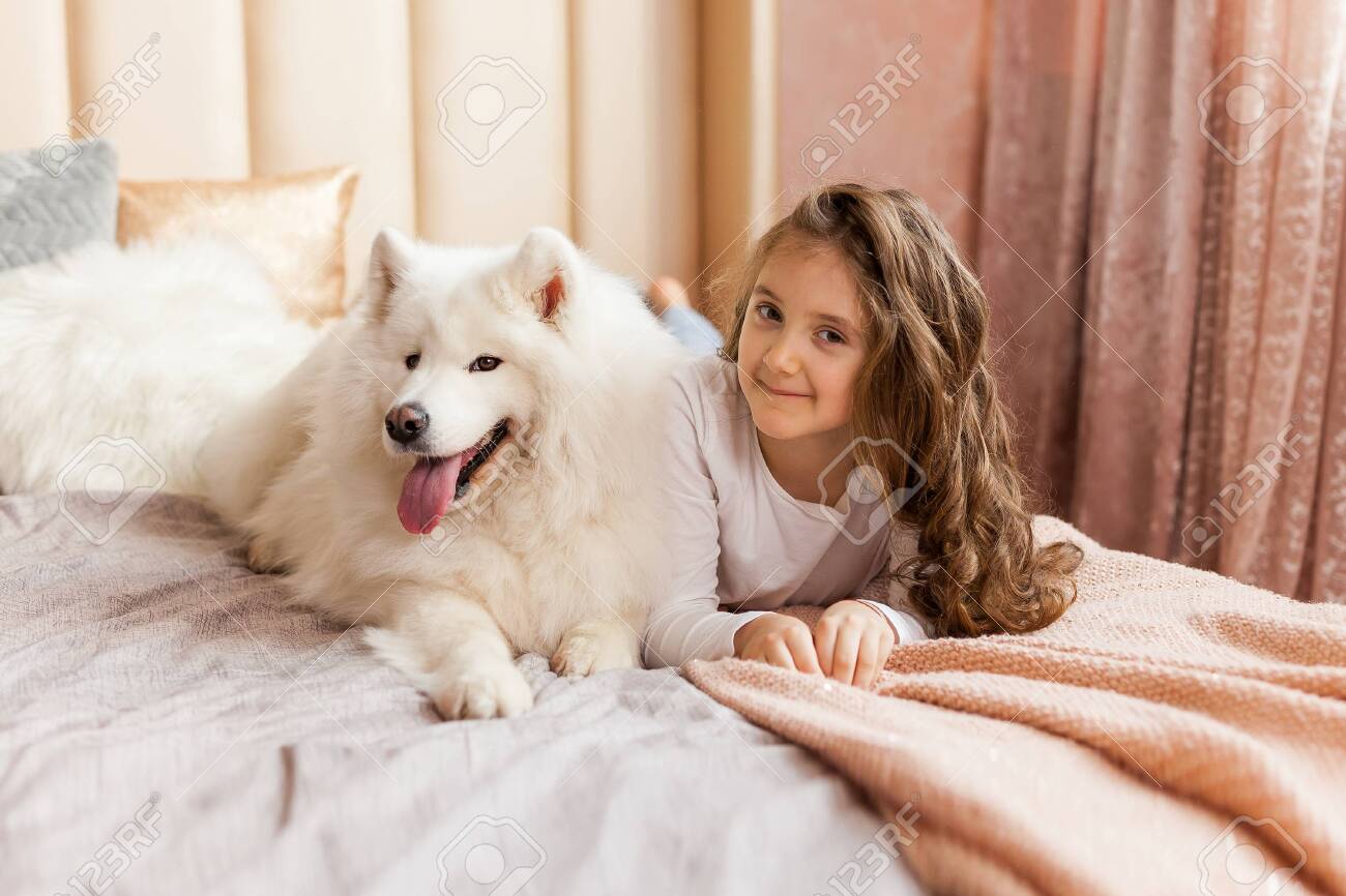 big samoyed dog