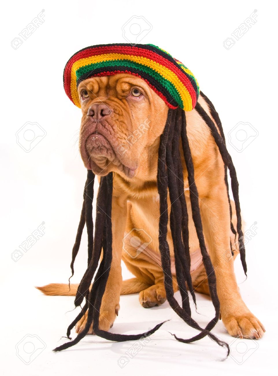 Drole De Chien A Hat Rastafari Avec Dreadlocks Banque D Images Et Photos Libres De Droits Image