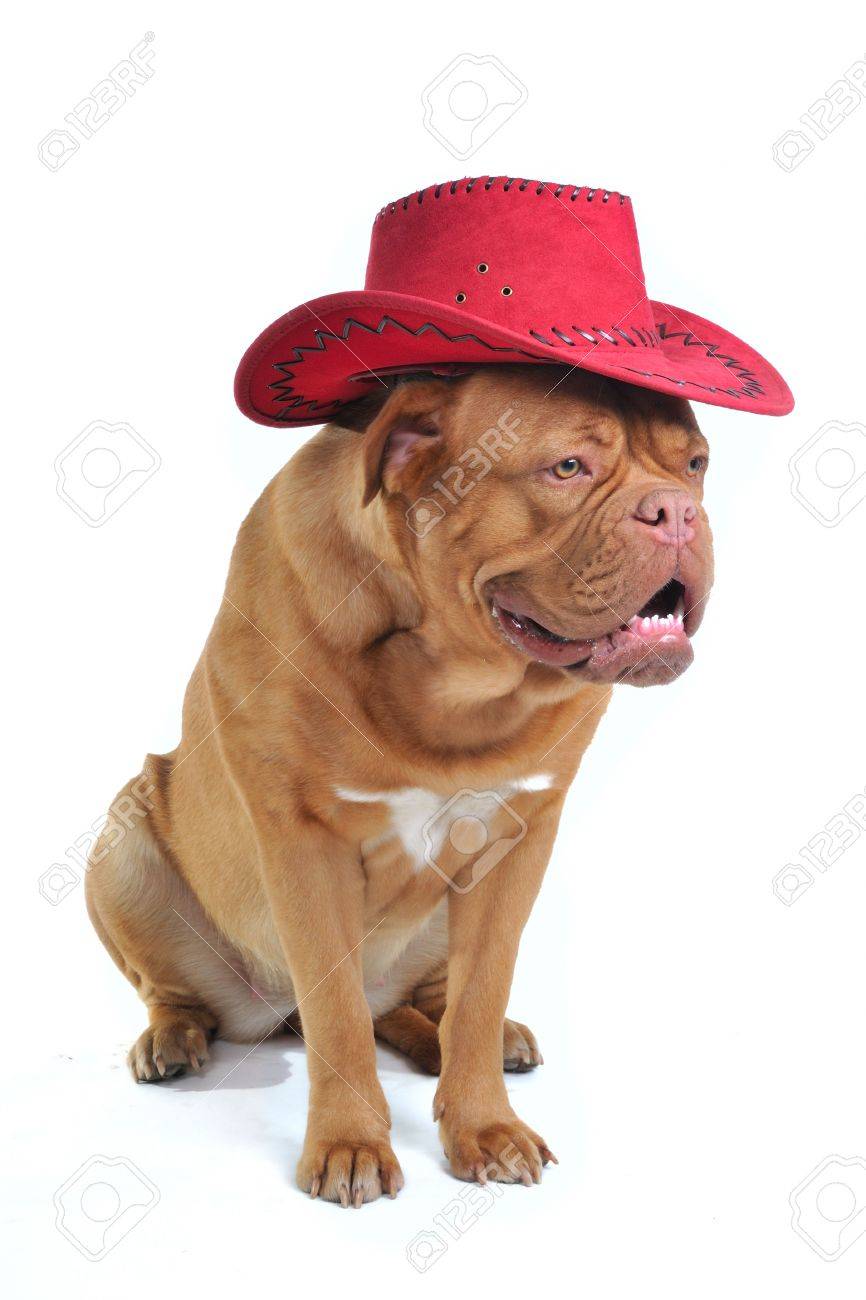 cowboy hat dog