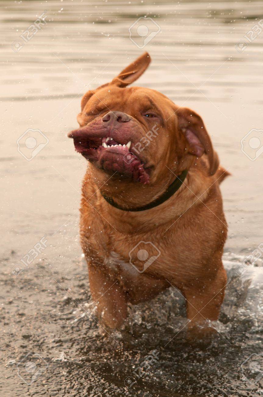 funny dogue de bordeaux