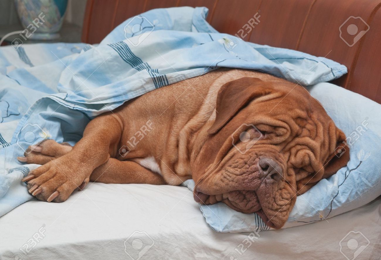 bed mastiff