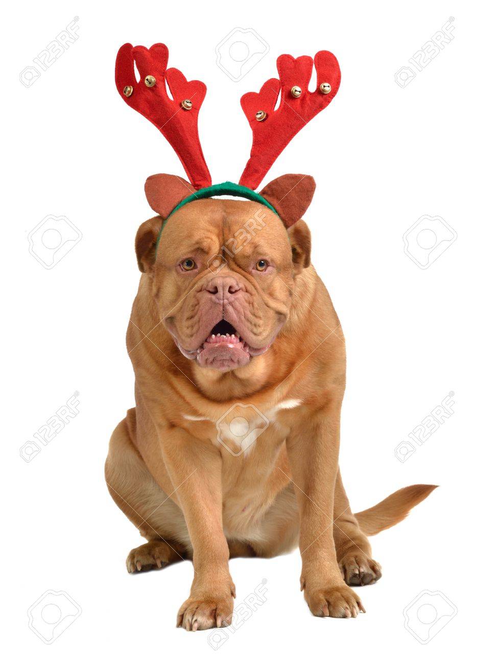 Dog dressed as reindeer Clearance