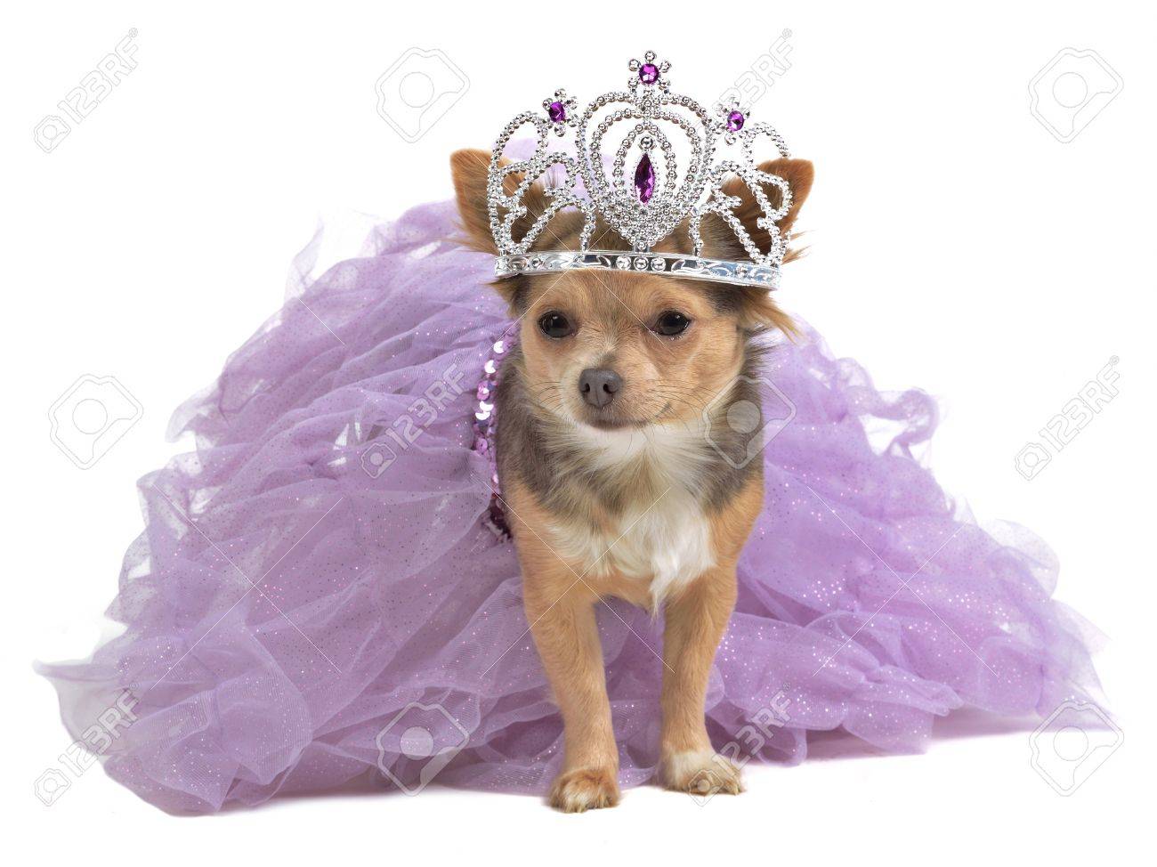 [Imagen: 11519692-princesa-perro-con-diadema-y-ve...nífico.jpg]