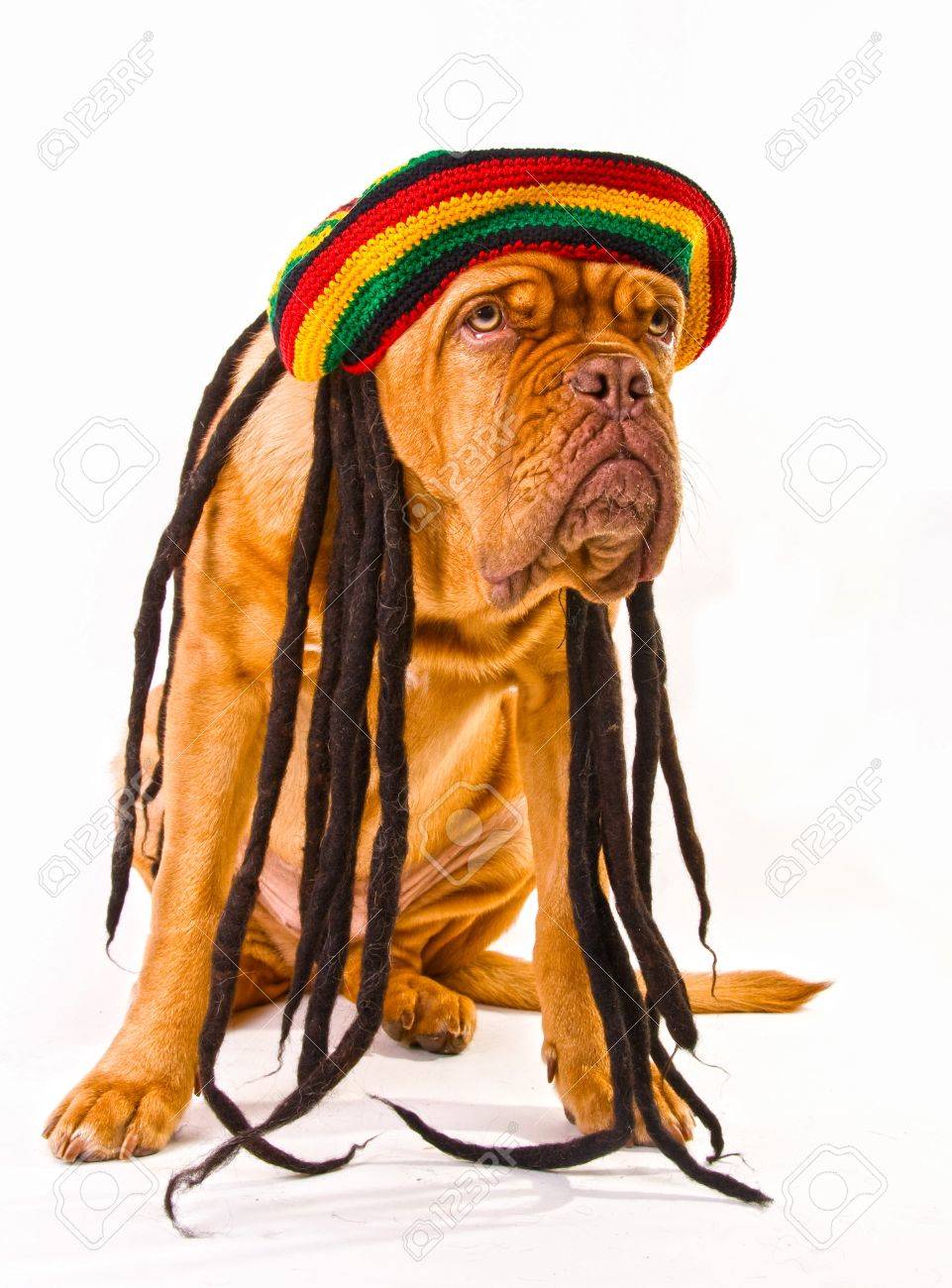 dog rasta hat