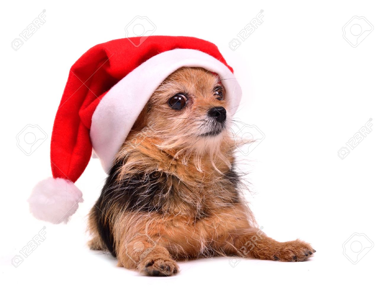 dog christmas hat