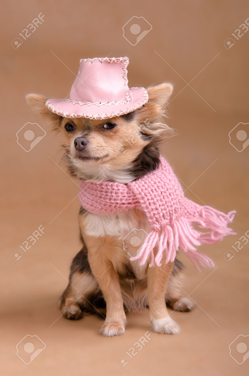 dog with pink hat