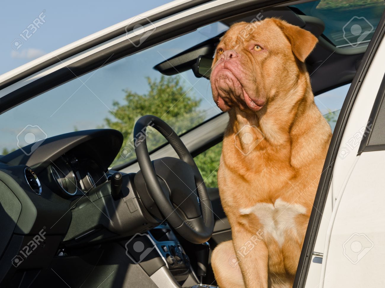 深刻な運転犬 フレンチ マスティフのドライバーで車に座って配置します の写真素材 画像素材 Image 深刻な運転犬 フレンチ マスティフのドライバーで車に座って配置します の写真素材 画像素材 Image