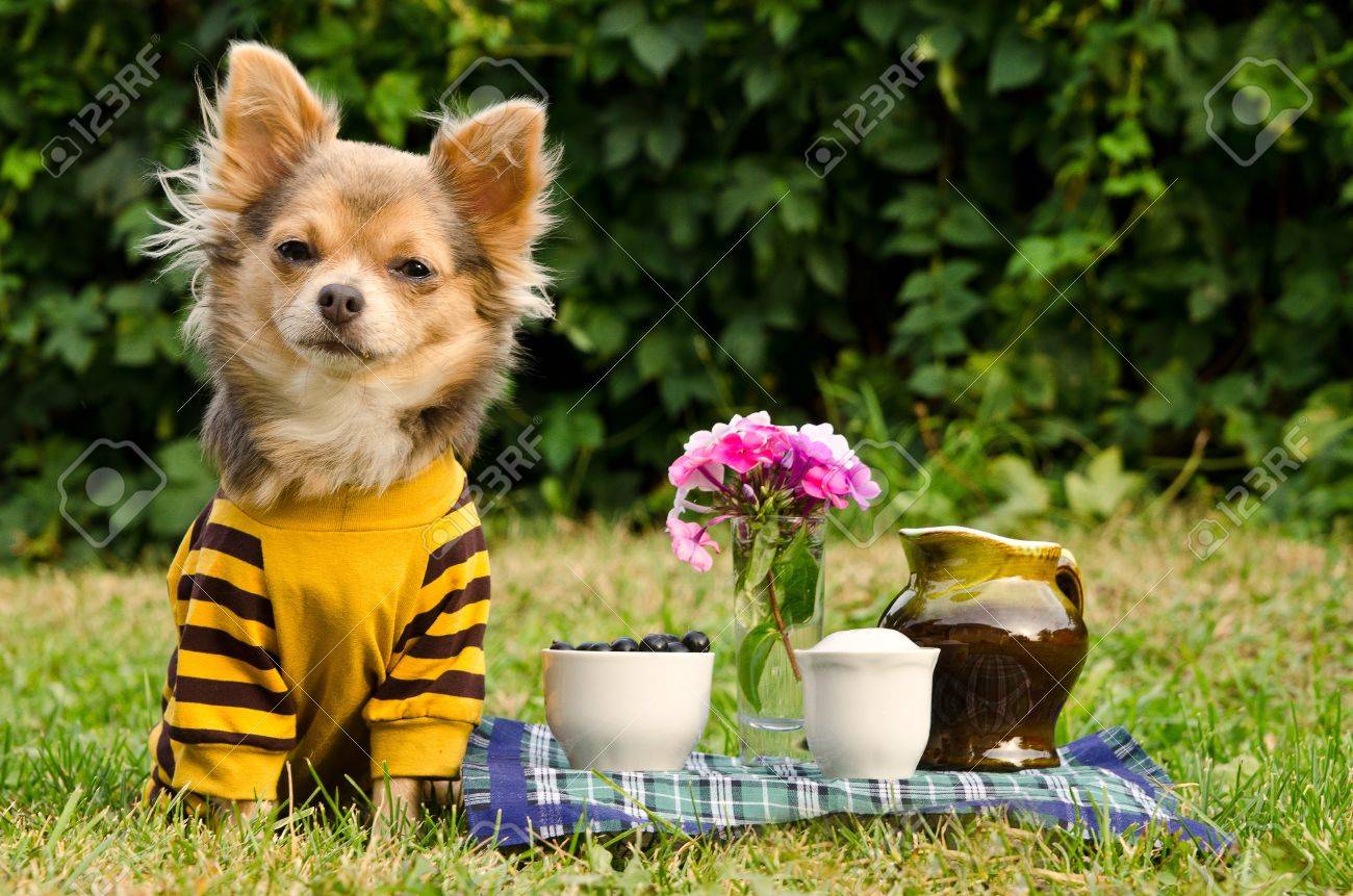 夏の庭でピクニックで可愛いチワワ犬 の写真素材 画像素材 Image