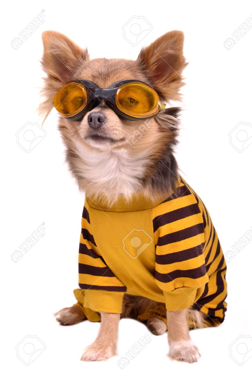 goggles for chihuahuas