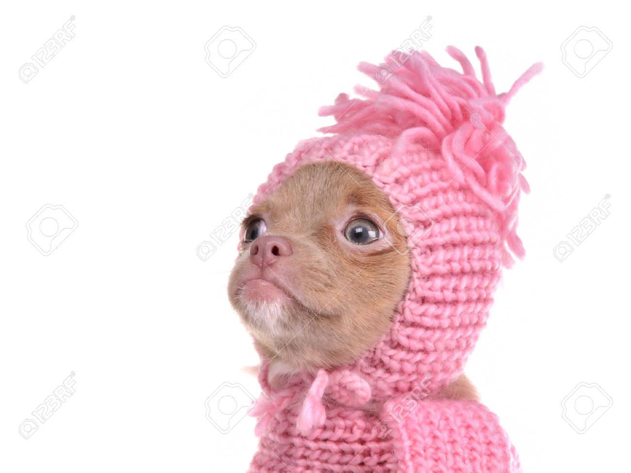 chihuahua hat