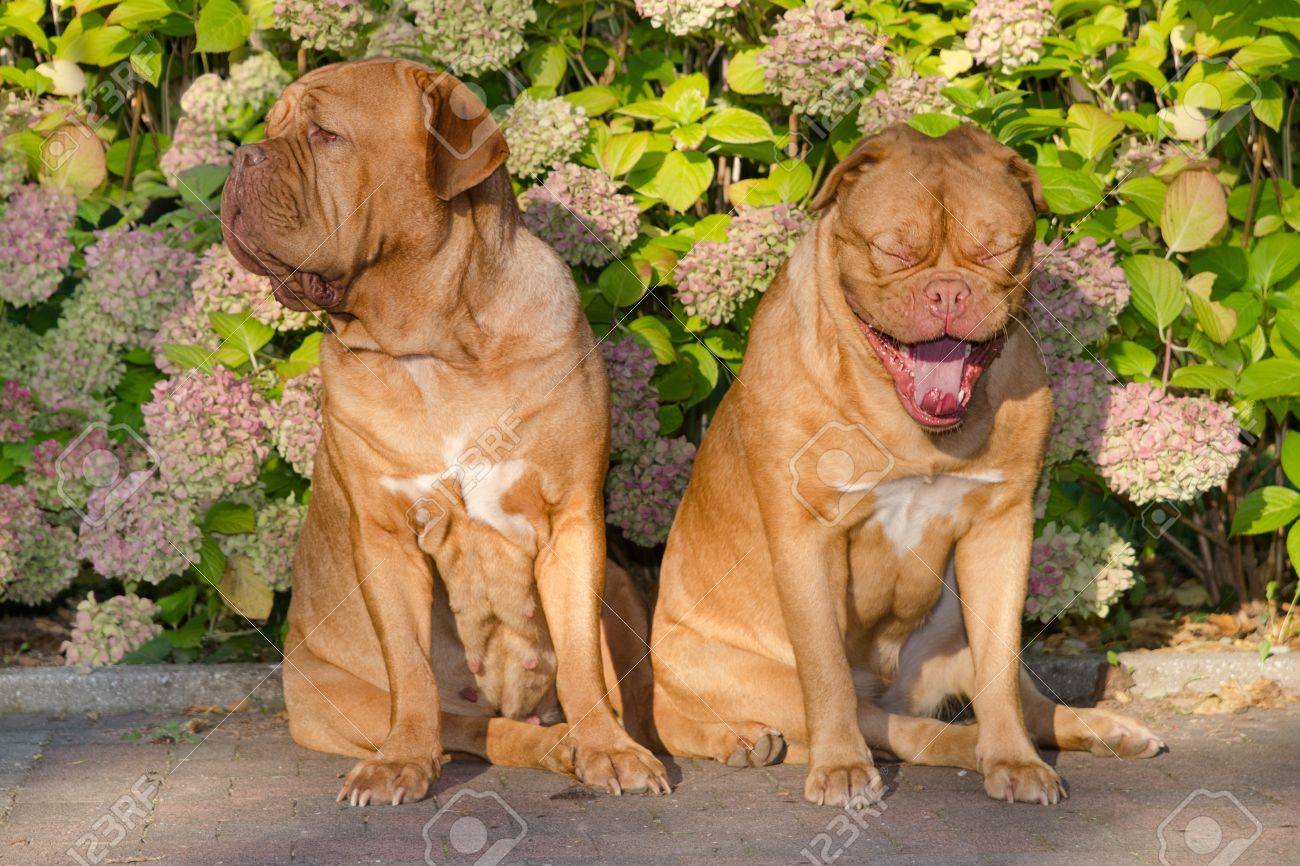 Les Chiens De Race Dogue De Bordeaux Dans Le Jardin Dété