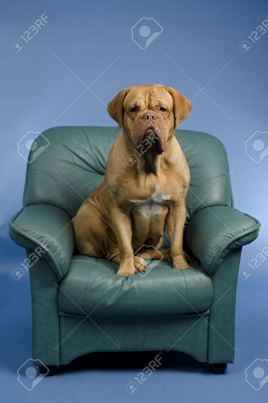 腕の椅子 スタジオ撮影の犬 の写真素材 画像素材 Image 腕の椅子 スタジオ撮影の犬 の写真素材 画像素材 Image