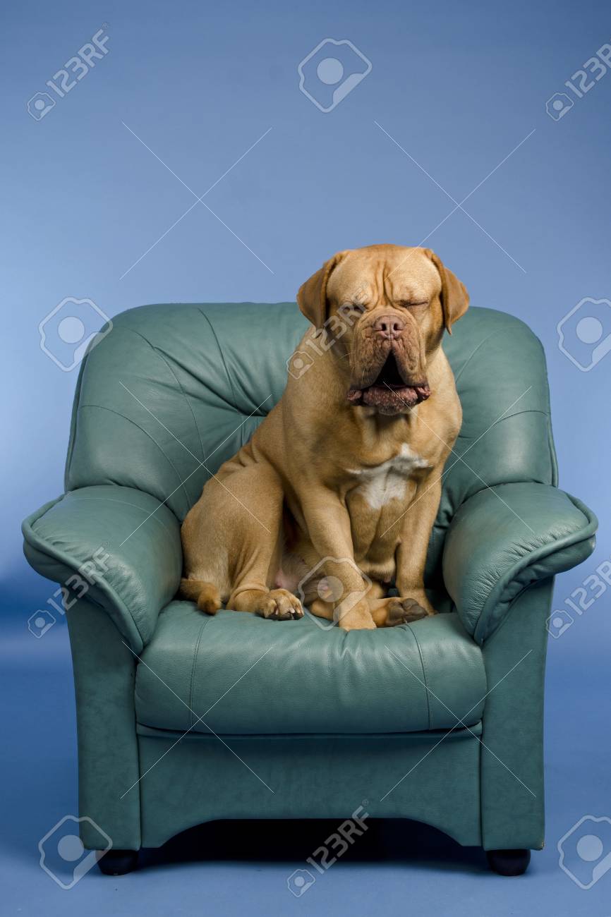 Perro en sillon hotsell