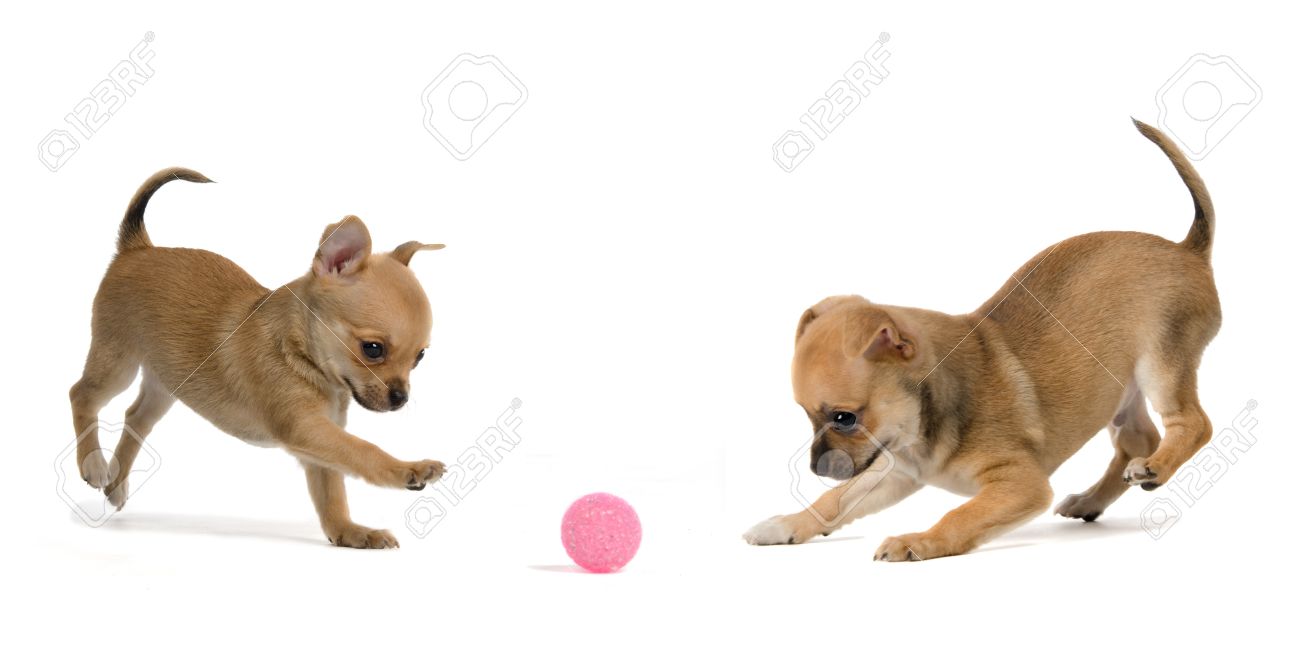 Actividades del chihuahua 14168063-Dos-cachorros-jugando-a-la-pelota-aisladas-sobre-fondo-blanco-Foto-de-archivo