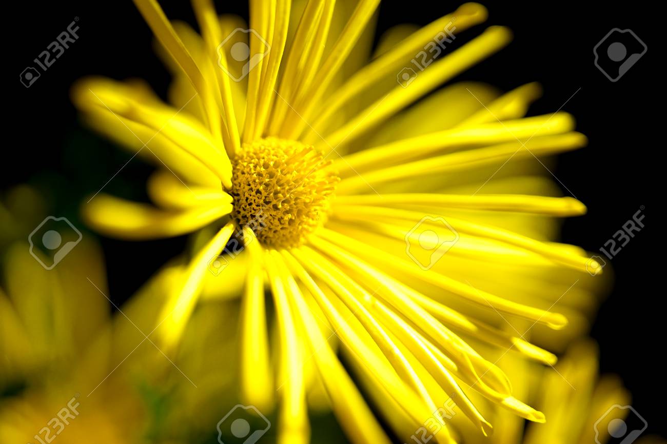 etiam-dictum-ipsum-a-felis