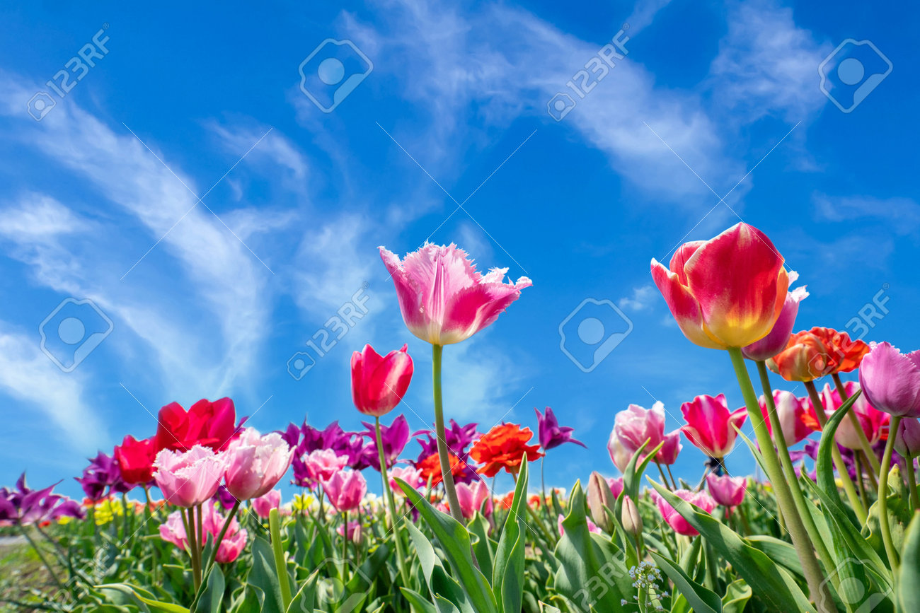 bloom＊絵画 原画 風景画 花 春 空 テクスチャーアート bloom＊絵画