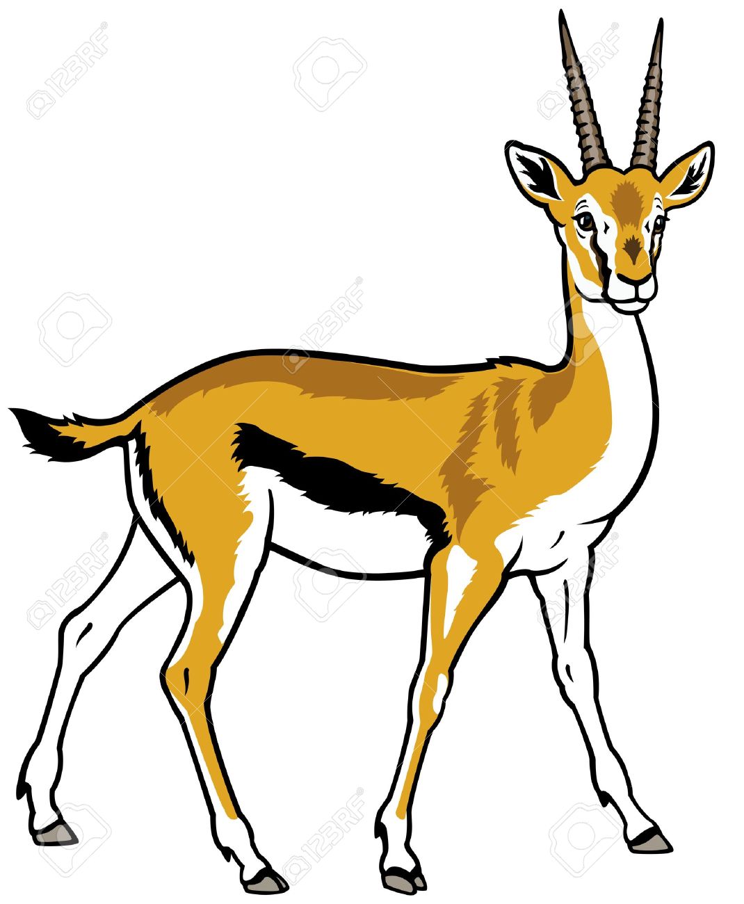 Thomson Gazelle Africa Animal Side View Picture Isolated On White Background Royalty Free Cliparts Vectors And Stock Illustration Image Thomson Gazelle Africa Animal Side View Picture Isolated On White Background Royalty Free Cliparts Vectors And Stock Illustration Image
