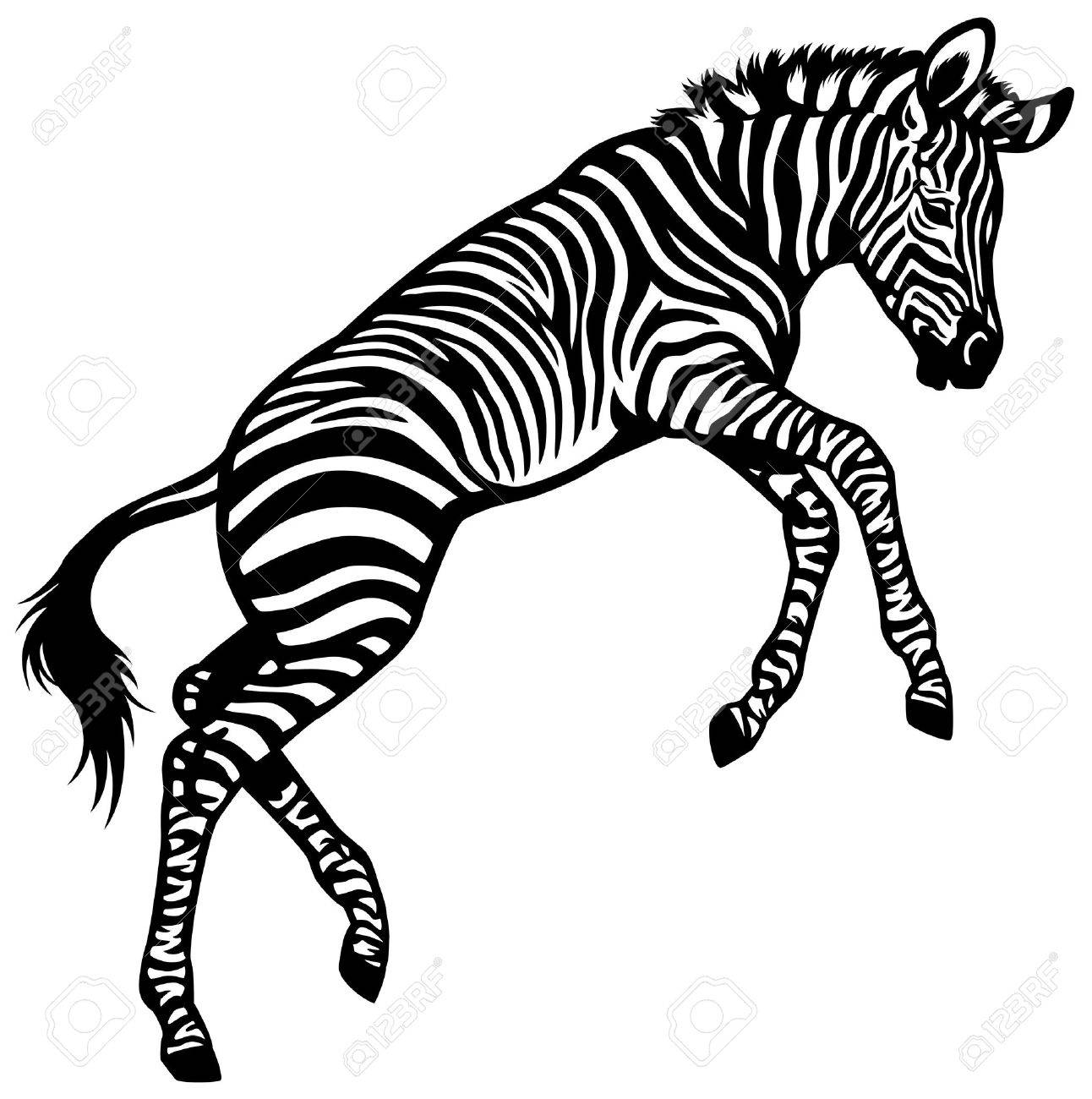 Zebre Bebe Isole Illustration En Noir Et Blanc Clip Art Libres De Droits Vecteurs Et Illustration Image
