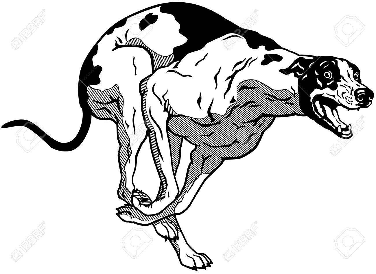 犬 英語グレイハウンド犬 黒と白のイラストを実行しています のイラスト素材 ベクタ Image 犬 英語グレイハウンド犬 黒と白のイラストを実行しています のイラスト素材 ベクタ Image