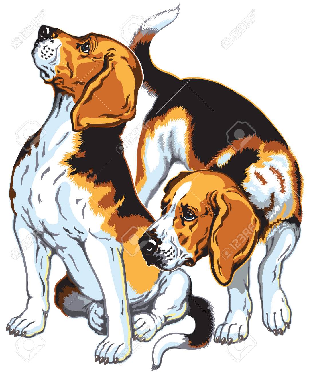 Deux Chiens De Race Beagle Les Chiens De Chasse De Race Image Isolé Sur Blanc