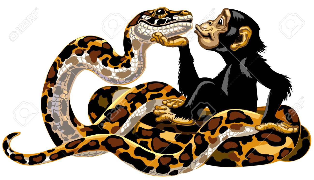 Cartoon Chimpanzee And Python Snake Friendship Great Ape Or Royalty Free Cliparts Vectors And Stock Illustration Image