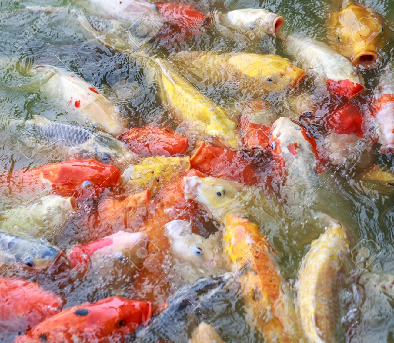 鯉やなコイなコイ黒鯉として知られています または Ix の鯉 鯉の淡水魚 鯉と呼ばれる の写真素材 画像素材 Image