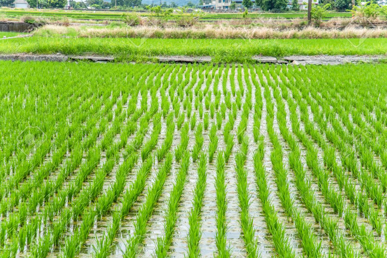 Landscape View Of Beautiful Paddy Field (Rice Plantation) At ...