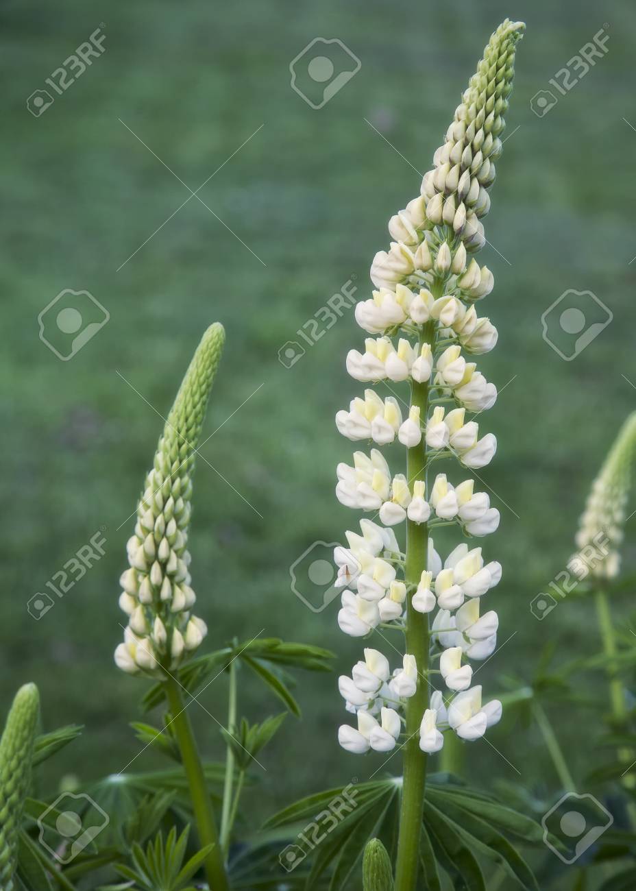 ホワイト フォックス グローブ 庭の花 の写真素材 画像素材 Image ホワイト フォックス グローブ 庭の花 の写真素材 画像素材 Image